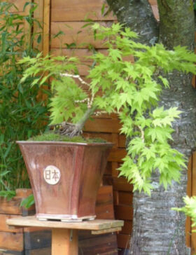Pot à bonsai, pot cascade, atelier de céramique Terr'Ame, Véronique Bélier, Trévoux, Ain