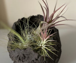 Pot en terre noire Pot en terre noire cours stages poterie céramique modelage Terr'Ame Véronique Belier Trévoux Ain